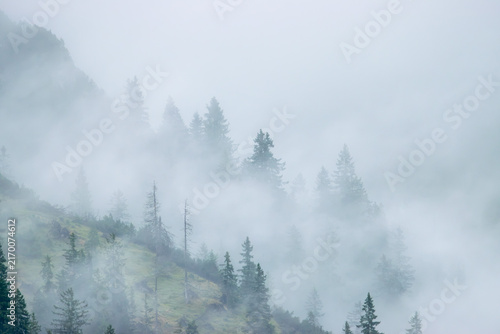 Canvas Print Trees Adrift in Mountain Clouds