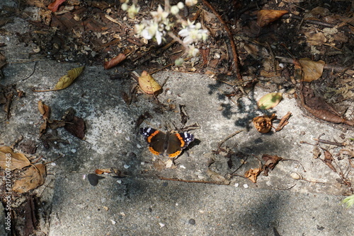 Bild auf Leinwand Red admiral butterfly resting on stone ground