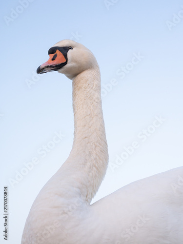 Obraz na płótnie Mute swan close up portrait against bright clear sky background