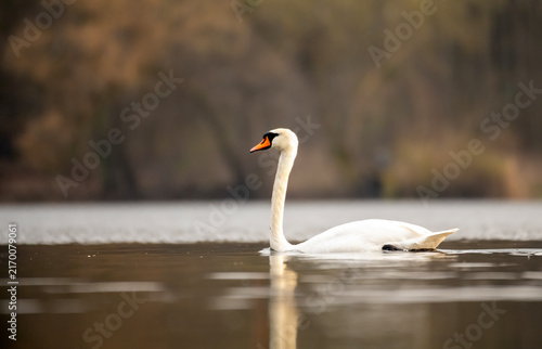 Fotografie Mute swan swimming on calm lake with soft reflection and copy space