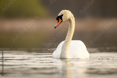 Fotografie Mute swan swimming on calm lake during golden hour with water droplets