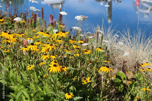Summer flowers bloom along the border of the water