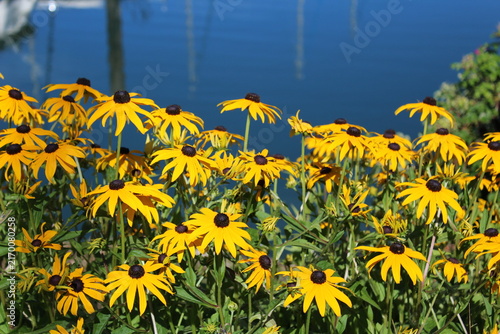 Yellow flowers bloom along the border of the water