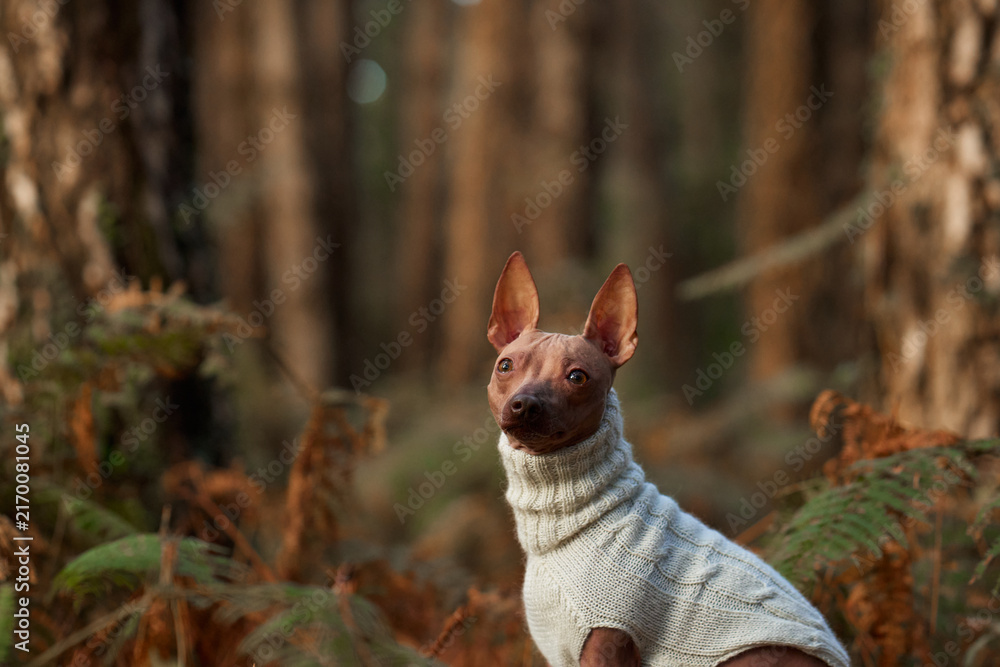 Obraz premium American Hairless Terrier wears a knitted sweater while sitting among forest foliage. Warm clothing protects the bare-skinned pet during chilly autumn walks and seasonal outdoor adventures.