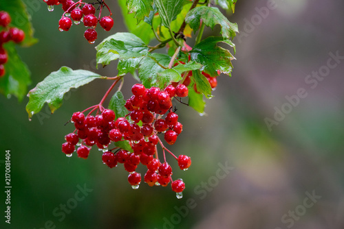 Fotografía Wet Red Viburnum Berries on a Rainy Day