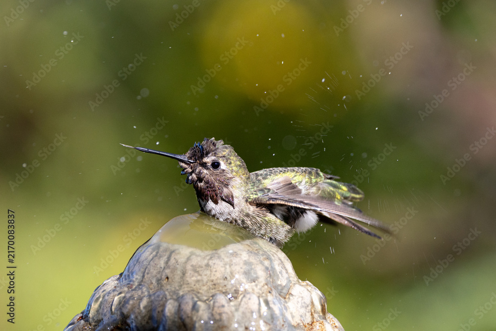 Naklejka premium An Anna's Hummingbird bathing and splashing and keeping cool in a fountain in a garden in California.
