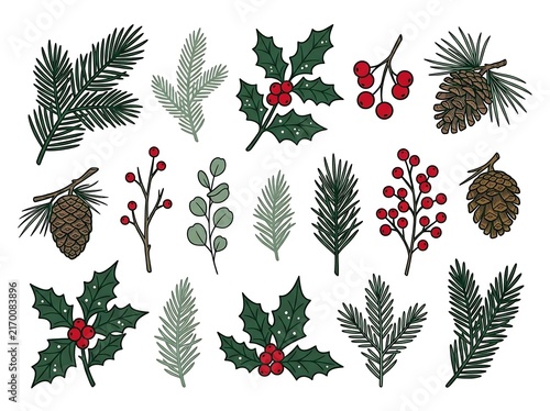 Set of hand drawn winter botanical elements featuring pine cones holly leaves and festive red berries illustration