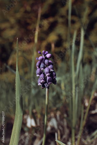 Fotografie Purple grape hyacinth flower spike standing among soft blurred green grass in sp