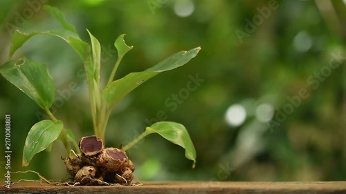 Black galingale or Kaempferia parviflora rhizomes on natural background.
