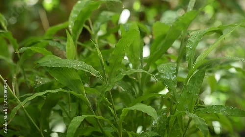 Centotheca lappacea branch green leaves on natural background.