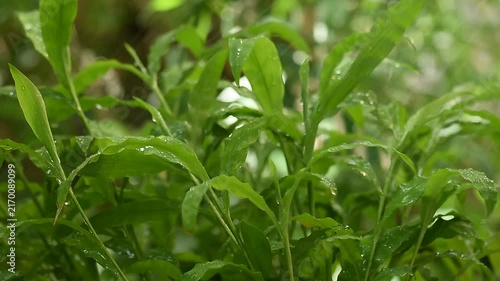 Centotheca lappacea branch green leaves and rain on natural background.