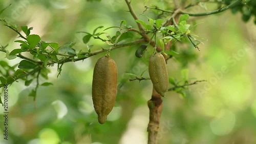 Finger Lime fruits on natural background.