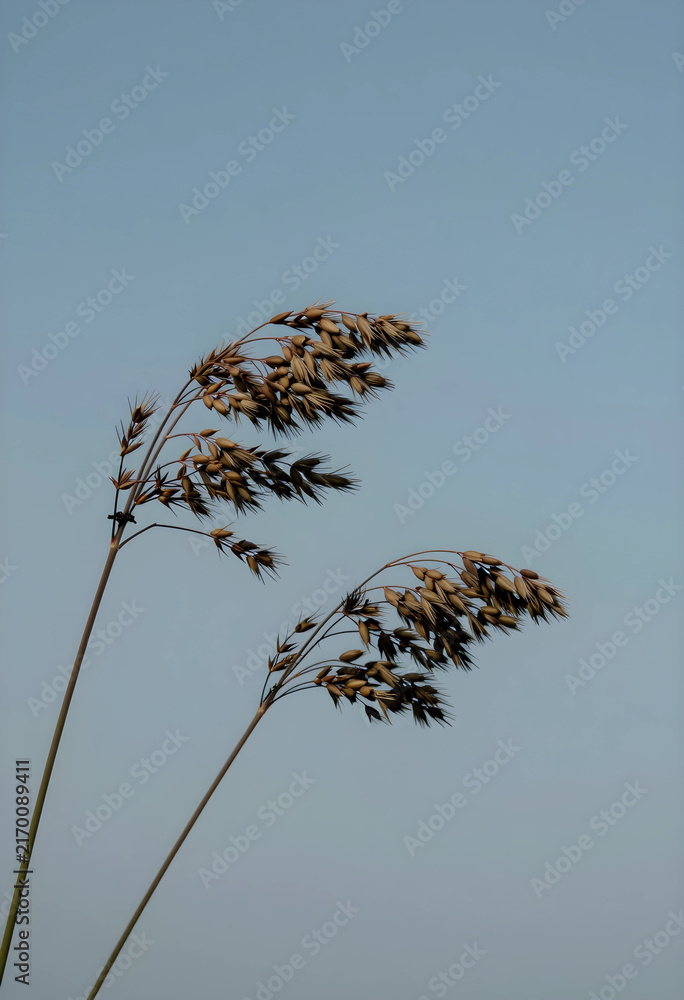 Naklejka premium Harvest and agriculture concept, oat plants with grain against a clear blue sky, natural food production and farming