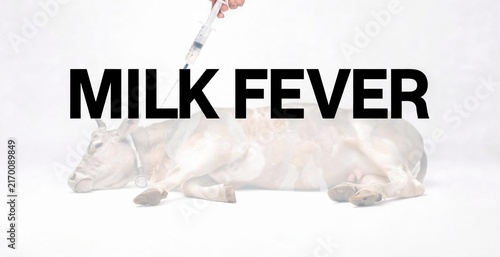 Milk Fever a bovine ailment, symbolized by a syringe poised above a tranquil cow, representing veterinary care and animal husbandry.