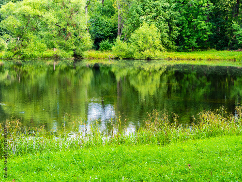 Foto green grass on shore of pond in park on summer day