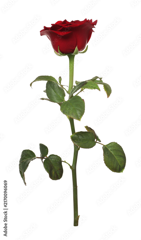 Obraz premium One beautiful red rose isolated on white