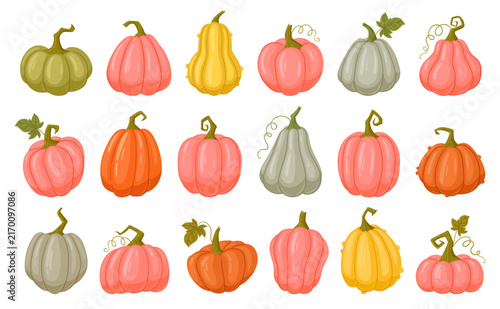 Pumpkin collection. Colorful autumn pumpkins in different shapes, colors and sizes flat vector illustration set. Harvest decorations and seasonal clipart