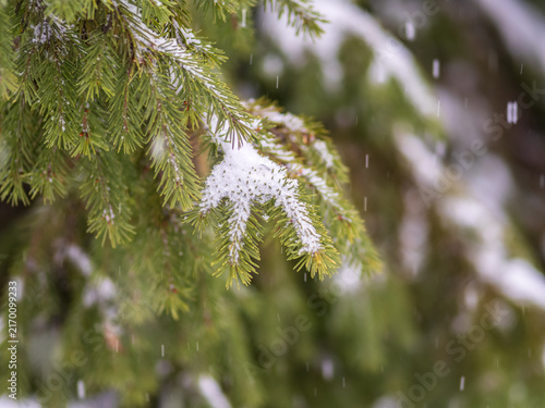 Foto Green fir branches in winter covered with snow