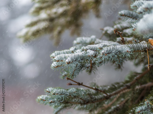Bild auf Leinwand Green fir branches in winter covered with snow