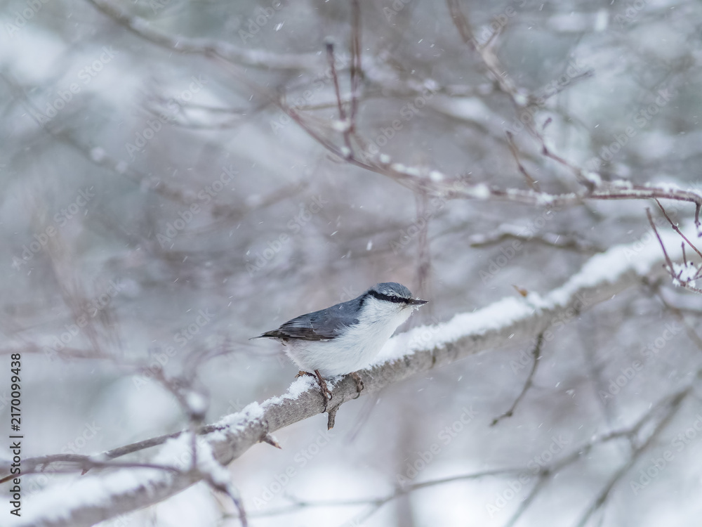 Fototapeta premium Eurasian nuthatch or wood nuthatch, lat. Sitta europaea, sitting on a tree branch with snow