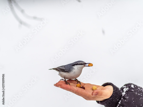 Obraz na plátně The Eurasian nuthatch eats seeds from a man's hand