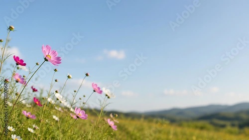 Pink Cosmos Flowers Swaying Gently in the Breeze Across Sunny Meadow Against Blue Sky with Wide Copy Space, Peaceful Summer Landscape