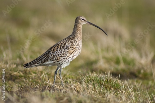 Curlew, curlew, numenius arquata, birds, curlew, charadriiformes, limikolen, snipe birds, scolopacidae, birds, waders, waders