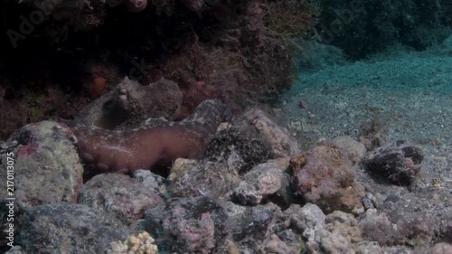 Octopus Reaching Tentacle From Under Rock Underwater