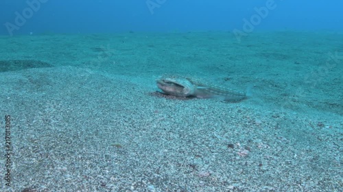 Atlantic Lizardfish Eating a Flounder Underwater, Tenerife