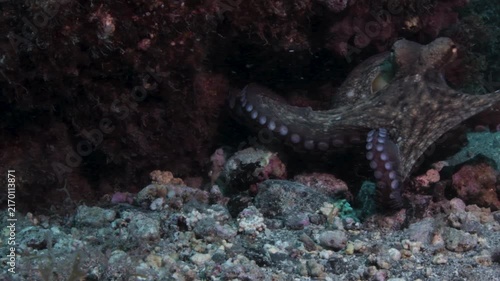 Octopus Grabbing Underwater Camera with Tentacles