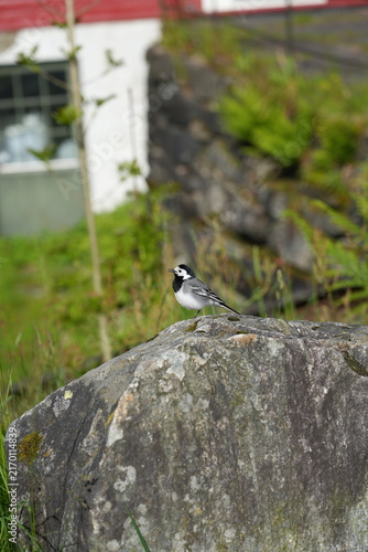 Obraz na plátne White wagtail perched on a rock beside a rural Norwegian road and green hillside