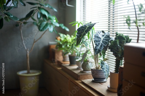窓辺に並べた鉢植えの観葉植物