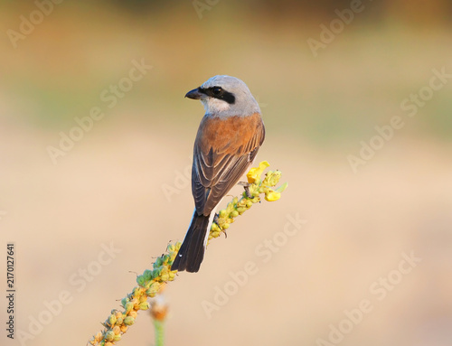 Male red-backed shrike (Lanius collurio) perched on yellow mullein flower