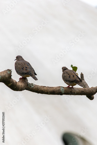 Cuadro en lienzo Pair of eared doves (Zenaida auriculata) on a tree branch