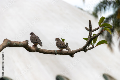 Cuadro en lienzo Pair of eared doves (Zenaida auriculata) on a tree branch