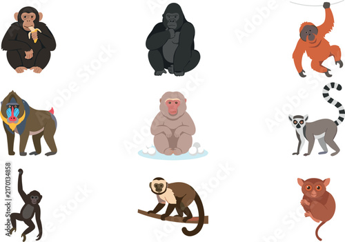 Canvas Print Monkey and Primate Species Vector Set Featuring Chimpanzee Gorilla Orangutan Man