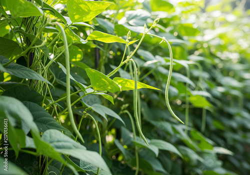 Fresh yardlong beans growing on a vine in an organic vegetable garden, showcasing lush green foliage and sustainable farming.