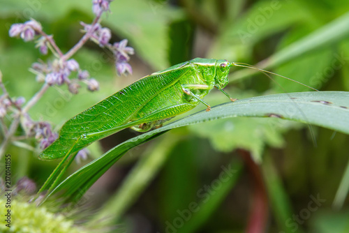 Fotografía green katydid on a leaf closeup details face