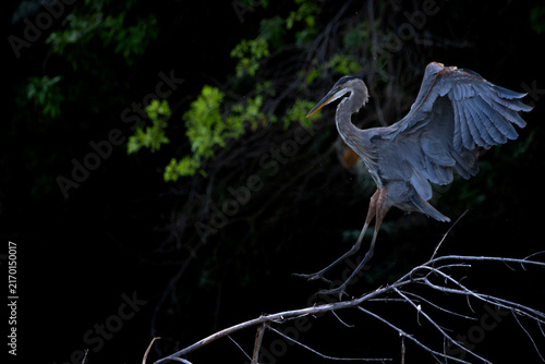 Obraz na płótnie great blue heron