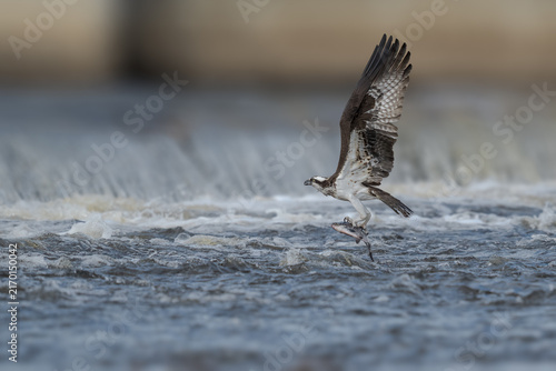 Osprey catching and carrying a fish above the water during an intense hunting action in its natural habitat.
