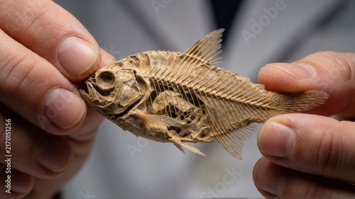 A close-up view of hands holding a well-preserved ancient fossilized fish skeleton specimen.
