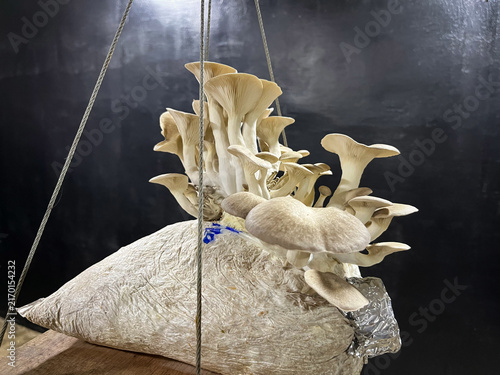 Photography Oyster mushrooms growing from mycelium bag in cultivation