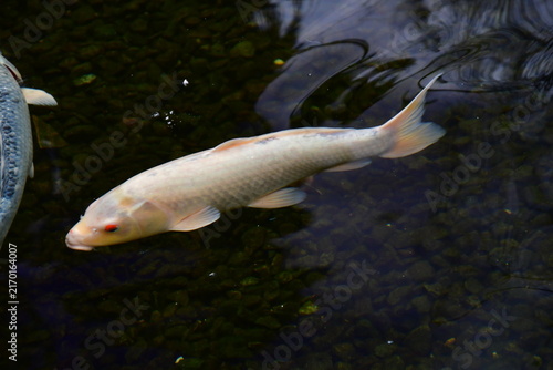 Foto CARPAS KOI