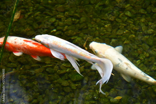 Naklejka CARPAS KOI