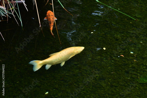 Naklejka CARPAS KOI