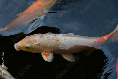 Naklejka CARPAS KOI