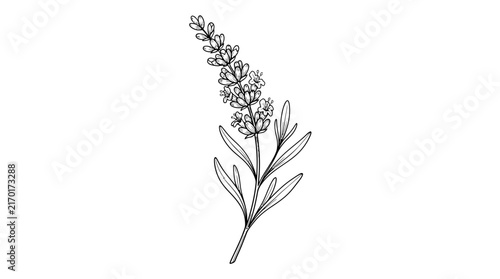 A delicate illustration of a lavender sprig, showcasing its slender stem and clustered florets. This botanical drawing captures the essence of the herb with intricate detail