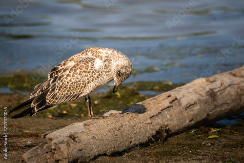 Juvenile ring-billed gull (Larus delawarensis) perched on a driftwood log at Bayfront Park, Hamilton, Ontario, Canada.