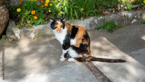Quadro su tela Stray cat on the sidewalk in Capri, Italy on a bright summer day