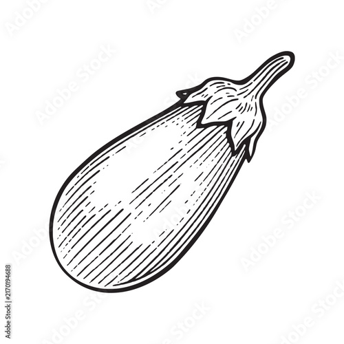 Hand drawn eggplant. Eggplant line art engraving style illustration